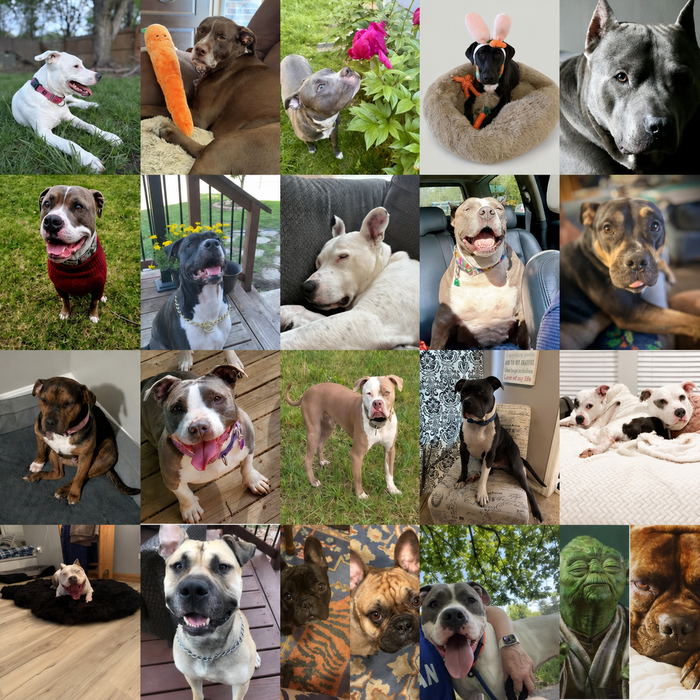 Mid-America Bully Breed Dogs of the Month — May