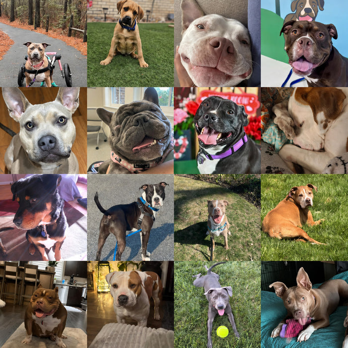 Meet Our Dogs of the Month — May